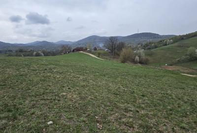 Teren de 10500 mp, în Dumbrăvița - 2