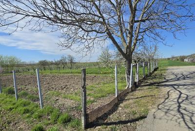 Teren Construcții intravilan de 1300 mp, în Curtișoara - 3