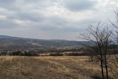 Teren de 9700 mp, în Dănulești - 1