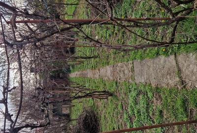 Vand casa Sannicolau Mic - 2