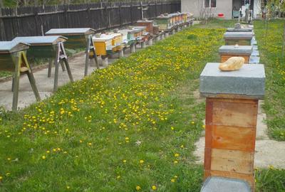 Casă cu 5 camere cu Teren 2100 Mp în Ordoreanu - 5