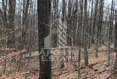 INVESTITIE CU PROFIT RAPID Padure 120+ Ani Fag & Gorun - 1