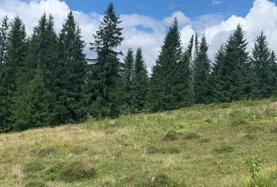 Teren Construcții intravilan de 9908 mp, în Dorna-Arini - 12