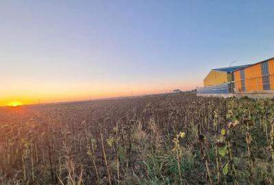 Teren agricol extravilan de 10000 mp, în Limanu - 1