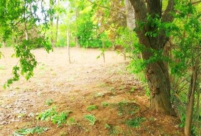 Lipia 10 minute Snagov - 5