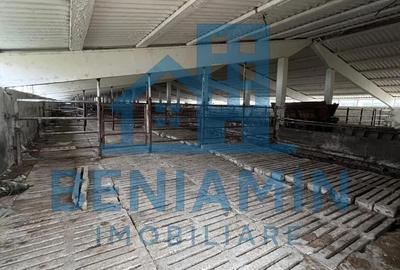 Teren de 60000 mp, în Șimnicu de Sus - 8