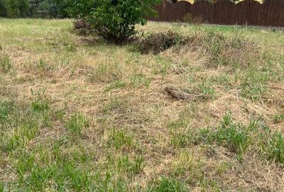 Teren intravilan 800 m Patriarh Iustinian Marina - 2