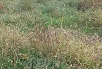 Teren intravilan cu PUZ in Cisnadioara - 3