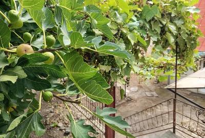 Casă cu Teren 243 Mp în Vest