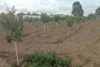 Casă cu 5 camere cu Teren 2500 Mp în Central - 12