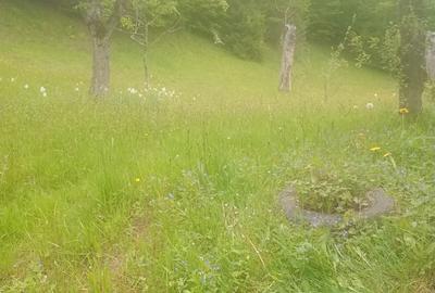 Casă cu 6 camere cu Teren 3250 Mp în Avram Iancu - 8