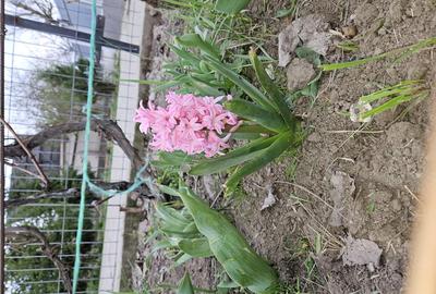 Casă în Mitreni - 4