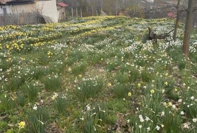 Casă individuală cu 3 camere cu Canalizare în Ștefănești - 17