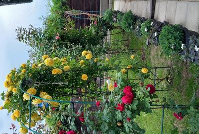 Particular vand casa Buftea - 1