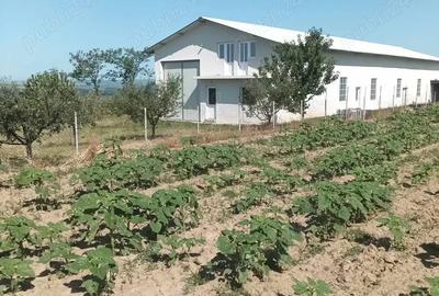 Vand hala industriala - 6