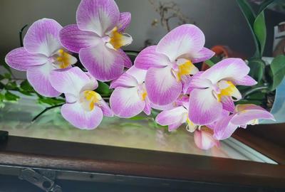 Inchirez casa Gai - 2