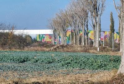 Teren de 450 mp, în Cernica