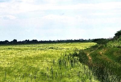 Vanzare Teren  construibil Cernica Balaceanca 1000mp - 5