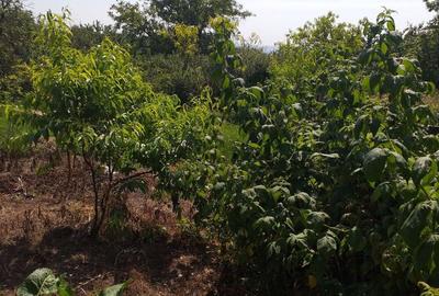 Casă cu 2 camere cu Teren 480 Mp în Turda - 7