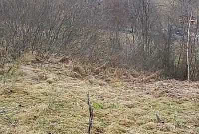 Teren de 20000 mp, în Râu Sadului - 1