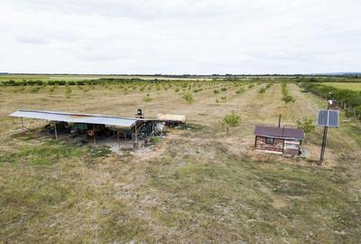 Livada BIO de nuci de vanzare langa Cermei - 4