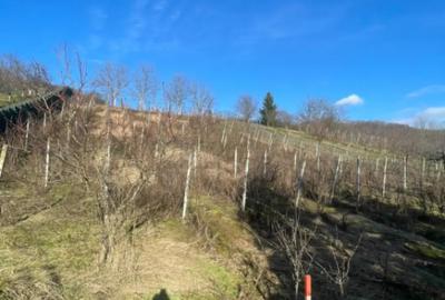 Casă cu 7 camere cu Teren 2544 Mp în Cicârlău - 6