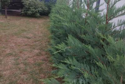 Casa individuala moderna - parter - Mosnita Noua,cartier Europa - 4