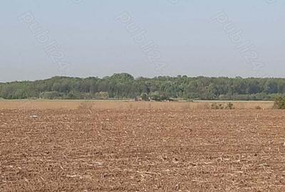 Teren de 4850 mp, în Dobreni - 8