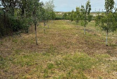 Casă cu 3 camere cu Teren 1645 Mp în Central - 4