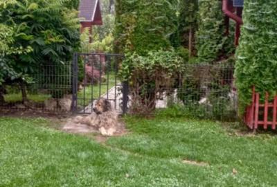 Colt de rai intr-un peisaj de poveste! Casa 4 camere intre D Colt de rai intr-un peisaj de poveste! Casa 4 camere intre D - 13