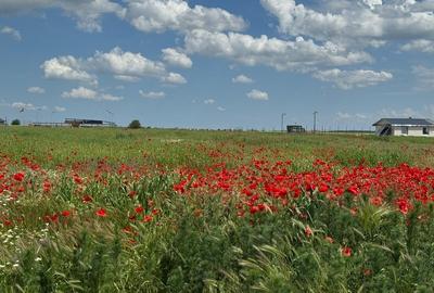 Vanzare Teren  construibil Cernica Balaceanca 1000mp - 8