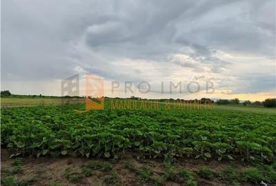 Teren agricol intravilan de 10000 mp, în Industrială