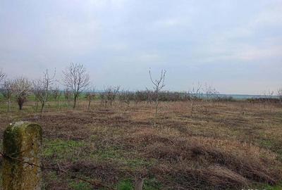 Teren de 1439 mp, în Murani - 2