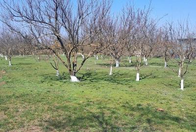 Casă cu Teren 18500 Mp în Armășești - 2