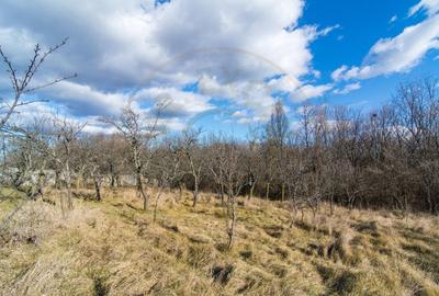Casa traditionala argeseana – comuna Vedea, jud. Arges - 6