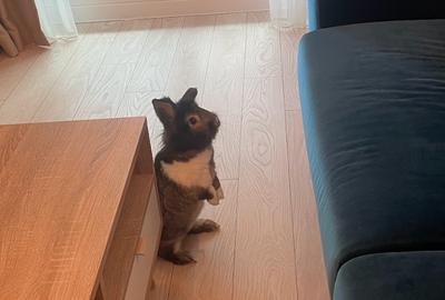 Novum Politehnica Iuliu Maniu | 2Min Walk Poli Metro | 600EUR+VAT | MS077-Poli - 30