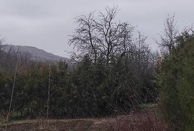 Vanzare in rate teren intravilan Miroslava - 1