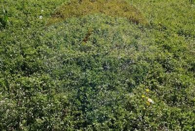 Teren Construcții intravilan de 6574 mp, în Leș - 5