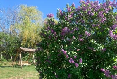 FERMĂ - LA DN3 - 10.680 MP/84 M DESCHIDERE - UTILITĂȚI - 25