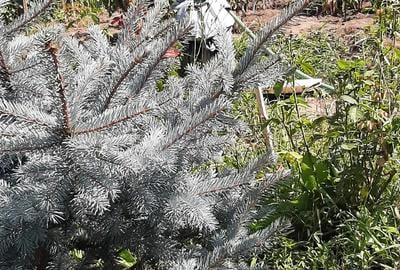 Vand teren 1000+700 MP casa de vacanta - 7