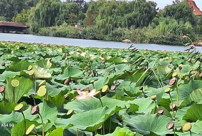Teren în Ghermănești