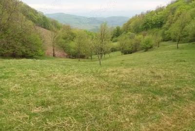 Teren de 27500 mp, în Săcărâmb - 3