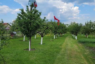 Casă cu 5 camere în Giarmata - 1