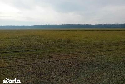 Teren de 635 mp, în Hârsești - 7