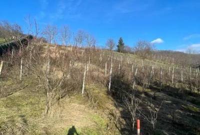Casă cu 7 camere cu Teren 2544 Mp în Cicârlău - 8