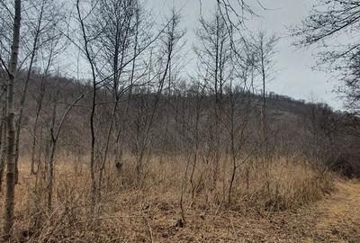 Teren de 2800 mp, în Sovata - 1