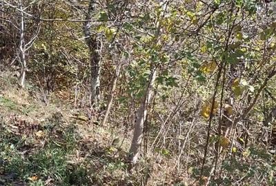 Vand cu acte cf teren intravilan doar 2.5 euro mp - 1