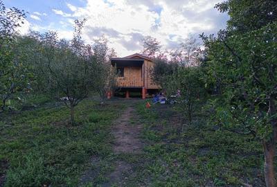 Anun? de vanzare - Casu?a din livada - 9