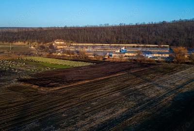 Spațiu comercial, de 50,000 mp, în Horgești - 11