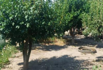 Casă cu 3 camere cu Teren 800 Mp în Cobadin - 7